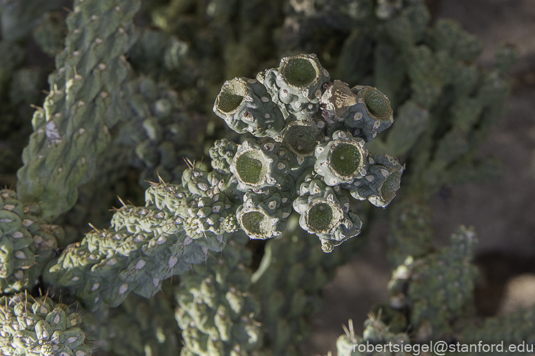 Desert Biogeography of Joshua Tree National Park